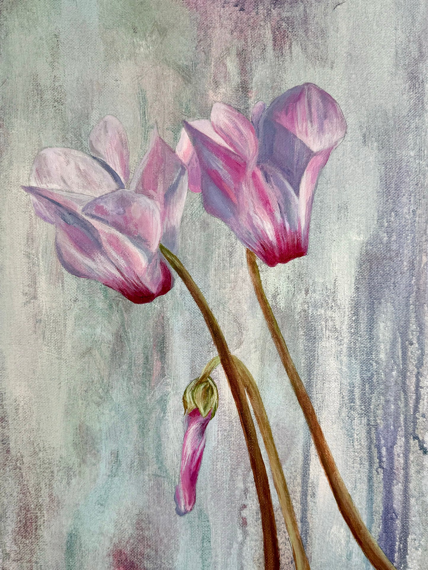 Cyclamen